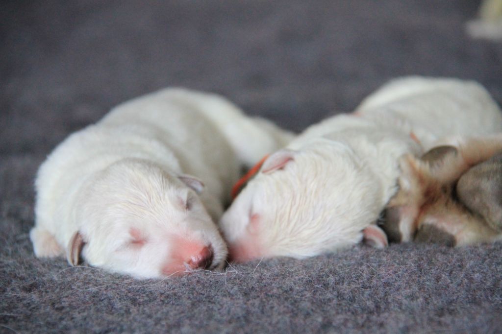 De La Tanne Aux Loups - Les bébés fêtent leur 1ère semaine de vie !