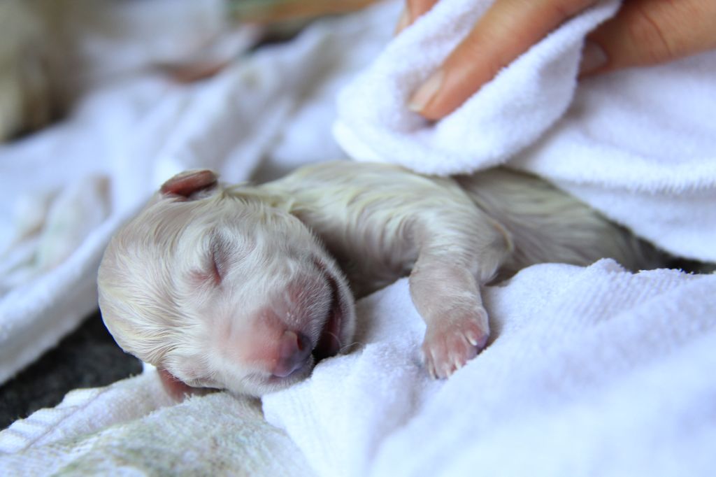 De La Tanne Aux Loups - Naissance le 30/07/2020