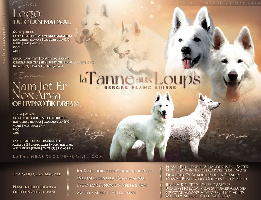 chiot Berger Blanc Suisse De La Tanne Aux Loups