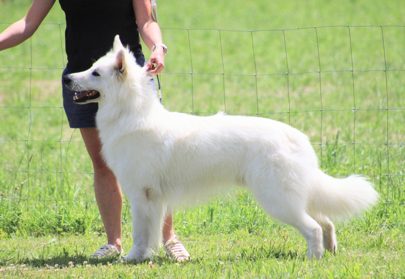 verdict I am merlin  De La Tanne Aux Loups