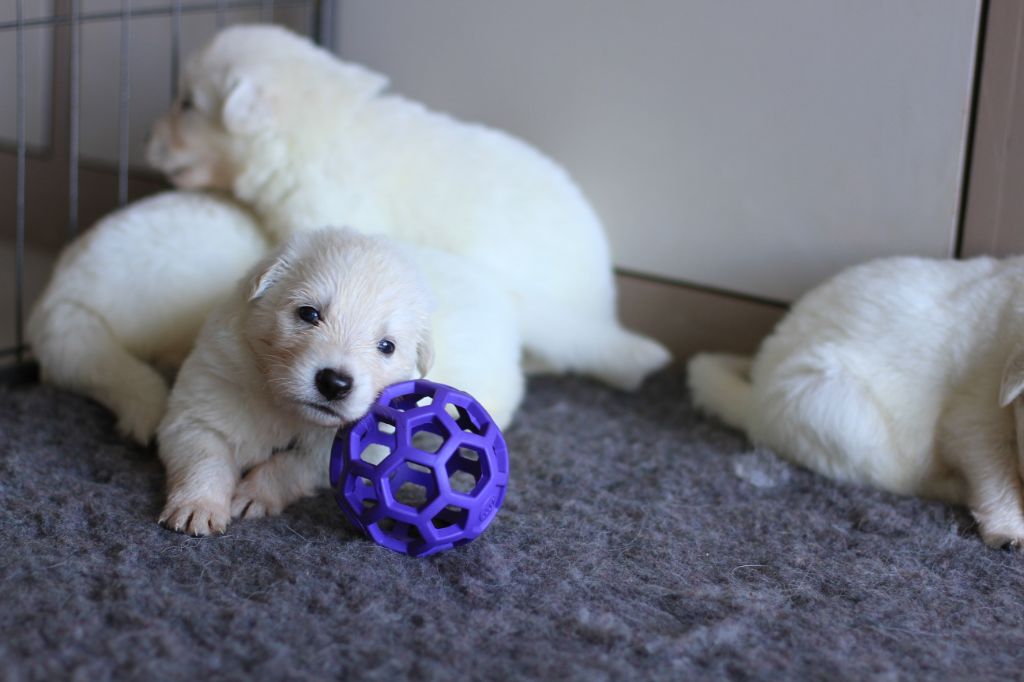 Chiots